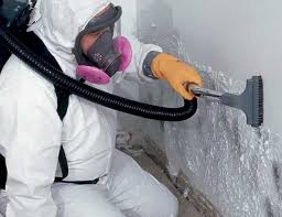 Best Basement Mold Removal  in High Bridge, WA